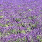 ヒメ日記 2025/07/18 18:01 投稿 ひまり 恋愛マット同好会