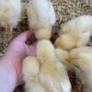 ヒメ日記 2025/05/17 20:23 投稿 はるか 花火-hanabi-(すすきの)