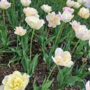 ヒメ日記 2025/05/20 02:13 投稿 はるか 花火-hanabi-(すすきの)