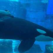 ヒメ日記 2025/09/03 11:22 投稿 はるか 花火-hanabi-(すすきの)