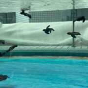 ヒメ日記 2025/09/05 14:33 投稿 はるか 花火-hanabi-(すすきの)