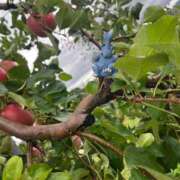 ヒメ日記 2025/09/26 16:39 投稿 はるか 花火-hanabi-(すすきの)