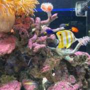 ヒメ日記 2025/09/30 10:23 投稿 はるか 花火-hanabi-(すすきの)