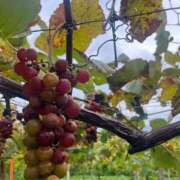 ヒメ日記 2025/10/02 11:53 投稿 はるか 花火-hanabi-(すすきの)