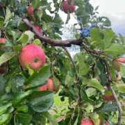 ヒメ日記 2025/10/04 22:43 投稿 はるか 花火-hanabi-(すすきの)