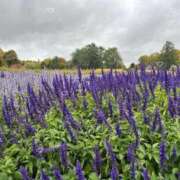 ヒメ日記 2025/10/17 19:50 投稿 はるか 花火-hanabi-(すすきの)