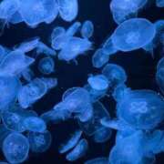 ヒメ日記 2025/11/30 00:19 投稿 はるか 花火-hanabi-(すすきの)