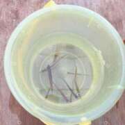 ヒメ日記 2026/02/02 17:44 投稿 はるか 花火-hanabi-(すすきの)