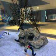 ヒメ日記 2026/02/03 10:13 投稿 はるか 花火-hanabi-(すすきの)