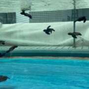 ヒメ日記 2026/02/14 01:23 投稿 はるか 花火-hanabi-(すすきの)