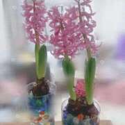 ヒメ日記 2026/03/03 06:35 投稿 はるか 花火-hanabi-(すすきの)