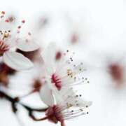 ヒメ日記 2025/04/05 10:54 投稿 しほ 仙南 愛ランド（白石、柴田、岩沼、名取）