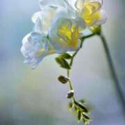 ヒメ日記 2025/04/27 11:34 投稿 しほ 仙南 愛ランド（白石、柴田、岩沼、名取）