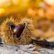 ヒメ日記 2025/10/03 15:24 投稿 しほ 仙南 愛ランド（白石、柴田、岩沼、名取）