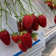 矢部　さちか 過剰摂取 エテルナ京都