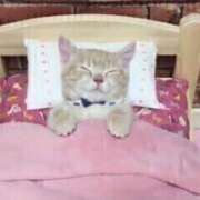 ヒメ日記 2025/11/04 23:23 投稿 らん 桃色奥様 松戸本店