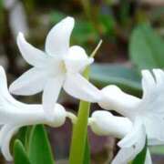 ヒメ日記 2024/12/11 05:24 投稿 ひかり 美熟女倶楽部Hip's 春日部店