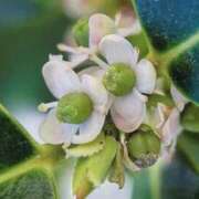 ヒメ日記 2024/12/16 04:04 投稿 ひかり 美熟女倶楽部Hip's 春日部店