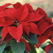 ヒメ日記 2024/12/17 08:24 投稿 ひかり 美熟女倶楽部Hip's 春日部店