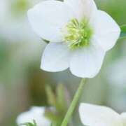 ヒメ日記 2024/12/19 06:04 投稿 ひかり 美熟女倶楽部Hip's 春日部店