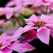 ヒメ日記 2024/12/20 08:34 投稿 ひかり 美熟女倶楽部Hip's 春日部店