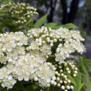 ヒメ日記 2024/12/27 04:34 投稿 ひかり 美熟女倶楽部Hip's 春日部店