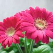 ヒメ日記 2024/12/30 05:24 投稿 ひかり 美熟女倶楽部Hip's 春日部店