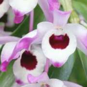 ヒメ日記 2025/01/06 03:54 投稿 ひかり 美熟女倶楽部Hip's 春日部店