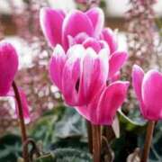 ヒメ日記 2025/01/08 08:44 投稿 ひかり 美熟女倶楽部Hip's 春日部店