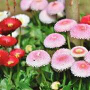 ヒメ日記 2025/01/09 04:34 投稿 ひかり 美熟女倶楽部Hip's 春日部店