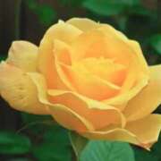 ヒメ日記 2025/01/12 08:24 投稿 ひかり 美熟女倶楽部Hip's 春日部店