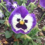 ヒメ日記 2025/01/16 06:54 投稿 ひかり 美熟女倶楽部Hip's 春日部店