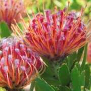 ヒメ日記 2025/01/21 03:54 投稿 ひかり 美熟女倶楽部Hip's 春日部店