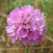 ヒメ日記 2025/02/13 05:14 投稿 ひかり 美熟女倶楽部Hip's 春日部店