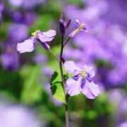 ヒメ日記 2025/02/18 03:54 投稿 ひかり 美熟女倶楽部Hip's 春日部店