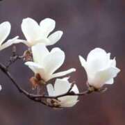 ヒメ日記 2025/03/01 06:44 投稿 ひかり 美熟女倶楽部Hip's 春日部店