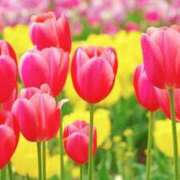 ヒメ日記 2025/03/04 04:44 投稿 ひかり 美熟女倶楽部Hip's 春日部店