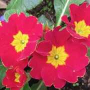 ヒメ日記 2025/03/09 08:04 投稿 ひかり 美熟女倶楽部Hip's 春日部店