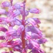 ヒメ日記 2025/03/11 03:54 投稿 ひかり 美熟女倶楽部Hip's 春日部店