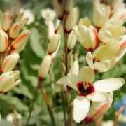 ヒメ日記 2025/03/17 05:24 投稿 ひかり 美熟女倶楽部Hip's 春日部店