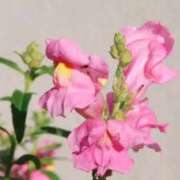 ヒメ日記 2025/03/18 04:04 投稿 ひかり 美熟女倶楽部Hip's 春日部店