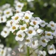 ヒメ日記 2025/03/23 09:54 投稿 ひかり 美熟女倶楽部Hip's 春日部店