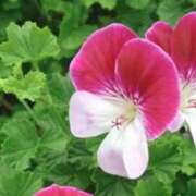 ヒメ日記 2025/03/24 09:14 投稿 ひかり 美熟女倶楽部Hip's 春日部店