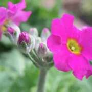 ヒメ日記 2025/03/25 09:37 投稿 ひかり 美熟女倶楽部Hip's 春日部店