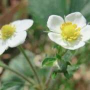 ヒメ日記 2025/03/29 06:44 投稿 ひかり 美熟女倶楽部Hip's 春日部店