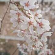 ヒメ日記 2025/03/31 03:54 投稿 ひかり 美熟女倶楽部Hip's 春日部店