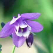 ヒメ日記 2025/04/01 04:54 投稿 ひかり 美熟女倶楽部Hip's 春日部店