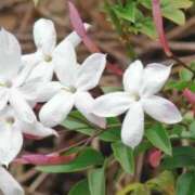 ヒメ日記 2025/04/03 04:04 投稿 ひかり 美熟女倶楽部Hip's 春日部店