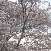 ヒメ日記 2025/04/07 03:44 投稿 ひかり 美熟女倶楽部Hip's 春日部店