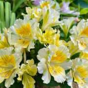 ヒメ日記 2025/04/10 07:34 投稿 ひかり 美熟女倶楽部Hip's 春日部店